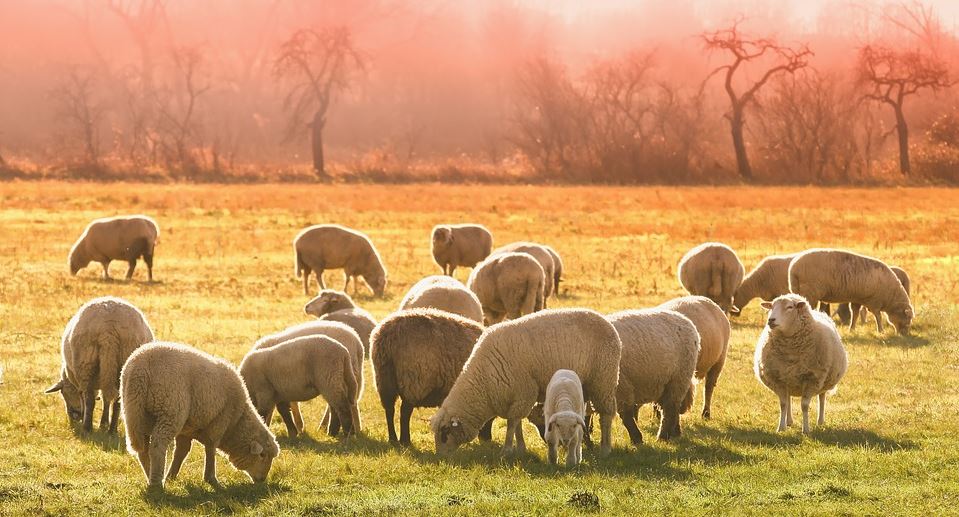 Syarat Zakat Hewan Ternak dan Nisabnya