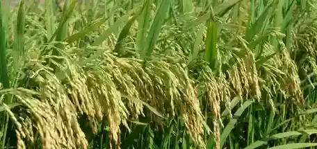 Zakat Hasil Pertanian dan Cara Menghitungnya