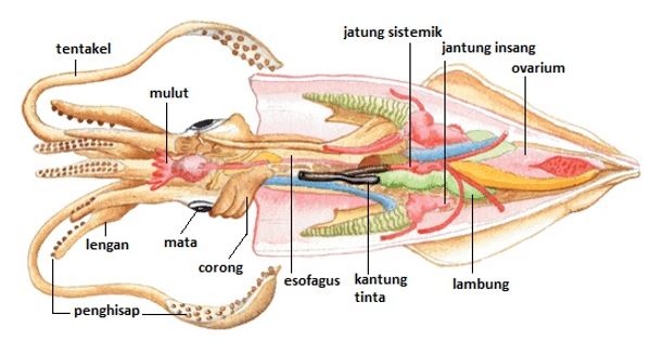 Tinta Cumi Tidak Najis! Berikut Hukum dan Penjelasannya